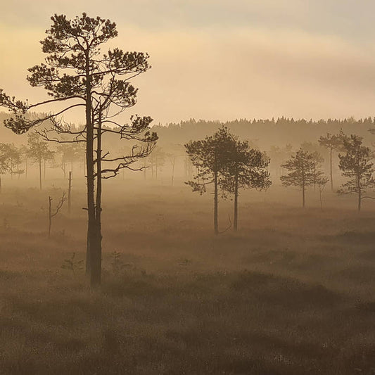 Näsiä - Purppurasuo CD